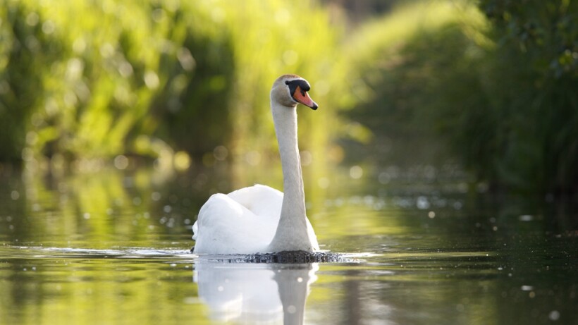 Kan een vleugelslag van een knobbelzwaan je arm breken?