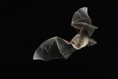 Vleermuizen houden van zon!