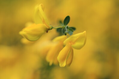 De brem staat weer in bloei