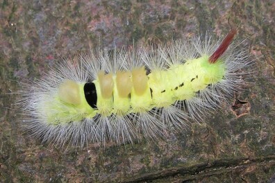 De rups van de meriansborstel, een harige punker!