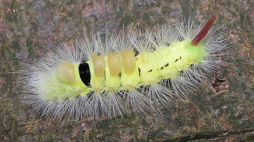 De rups van de meriansborstel, een harige punker!