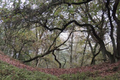 Natuurommetje Otterlose Bos: over eeuwenoude stuifduinen
