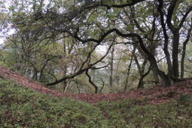 Natuurommetje Otterlose Bos: over eeuwenoude stuifduinen