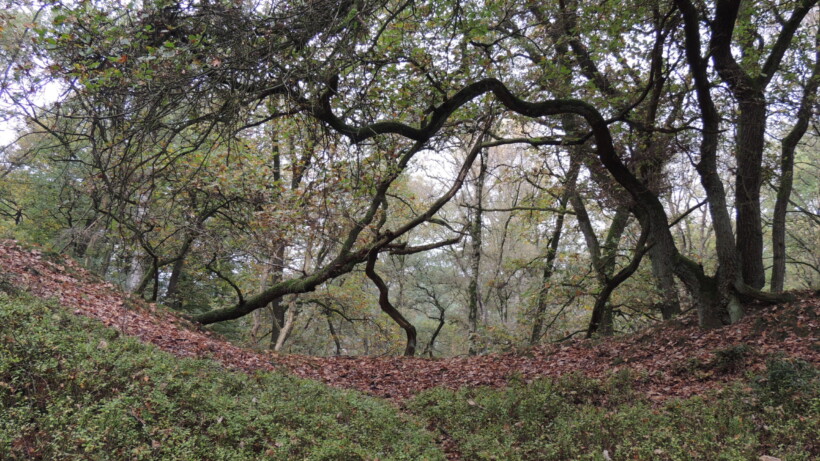 Natuurommetje Otterlose Bos: over eeuwenoude stuifduinen