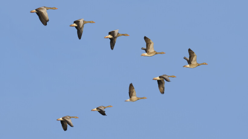 Waarom vliegen ganzen in V-formatie?