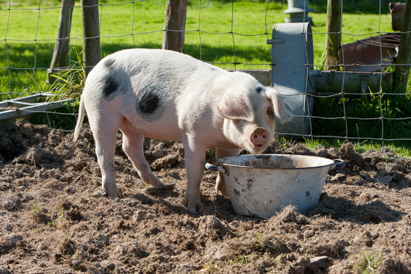 Weetjes over boerderijdieren