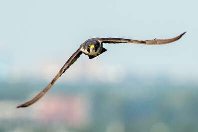 Slechtvalk: waar komt die naam vandaan (en nog 5 dingen die je misschien niet weet)