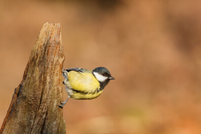 Top 10 van de meest voorkomende vogels in Nederland