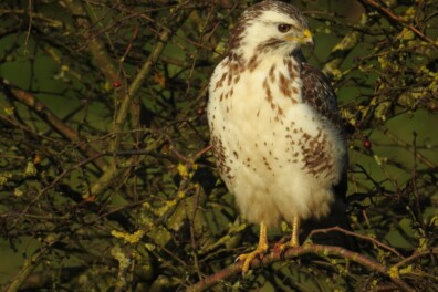 Waarom verschillen buizerds zo sterk in kleur?