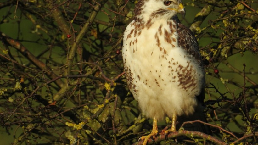 Waarom verschillen buizerds zo sterk in kleur?