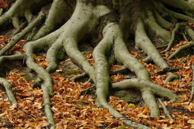 Is de kroon van een boom groter dan zijn wortelstelsel?