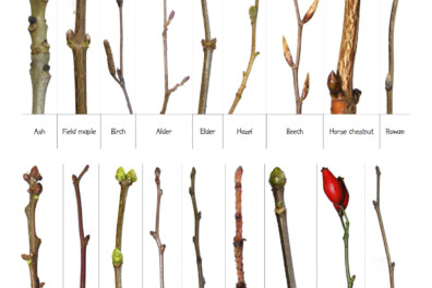 Boomknoppen: de belofte van een nieuwe lente