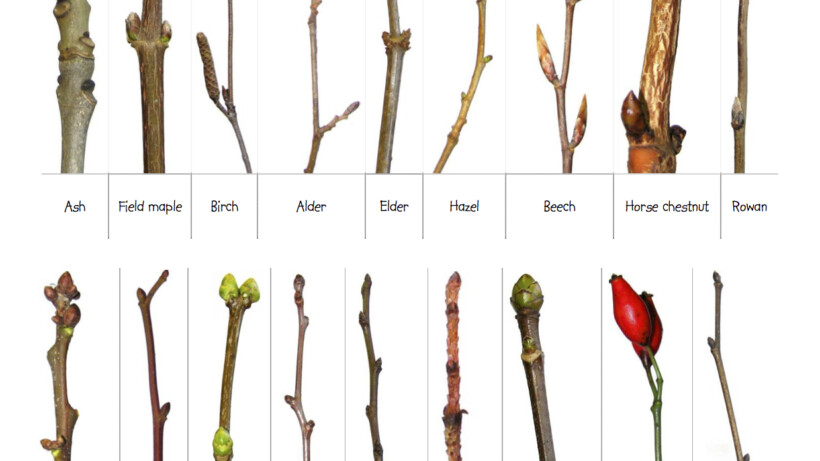 Boomknoppen: de belofte van een nieuwe lente