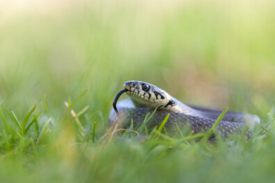 Hoe kunnen slangen in het koude Nederland overleven?