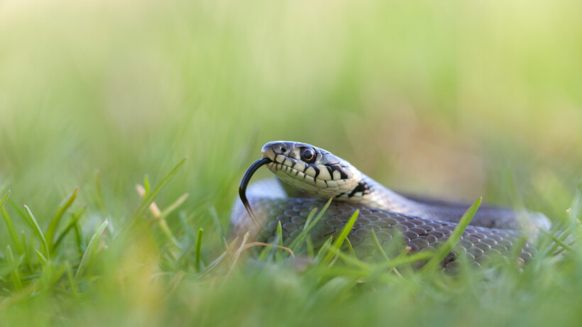 Hoe kunnen slangen in het koude Nederland overleven?