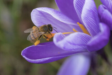 Frans Buissink over de echte wilde krokus