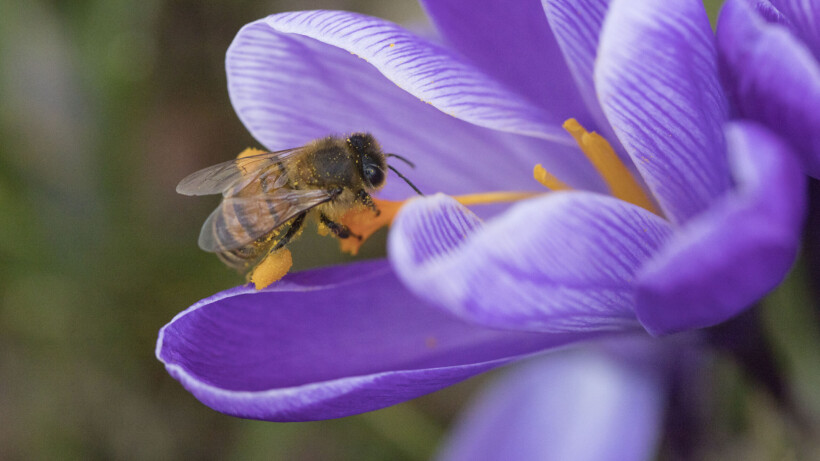 Frans Buissink over de echte wilde krokus