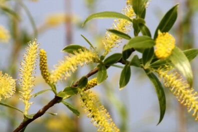 Wat een vraag: is een wilgenkatje een bloem?