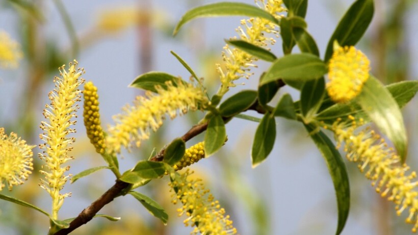 Wat een vraag: is een wilgenkatje een bloem?