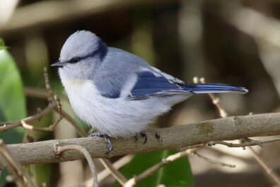 Pracht azuurmees in Bergen