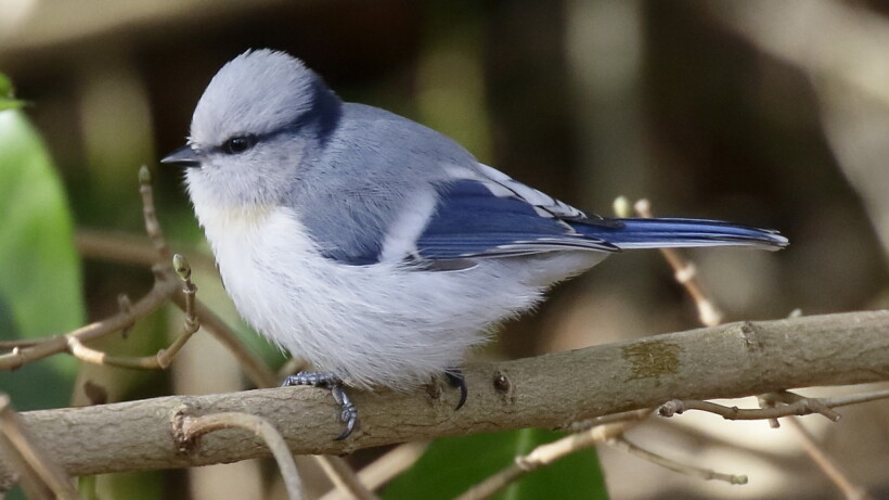 Pracht azuurmees in Bergen