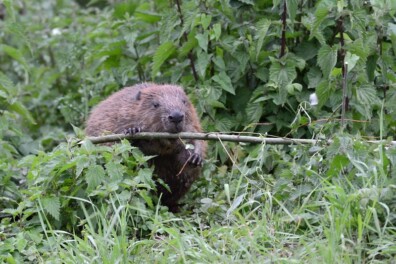 4 fantastische bouwwerken van dieren