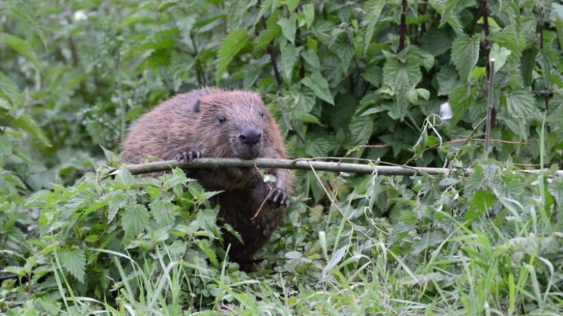 4 fantastische bouwwerken van dieren