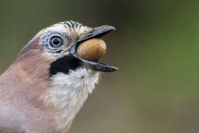 Zes leuke weetjes over de eikel