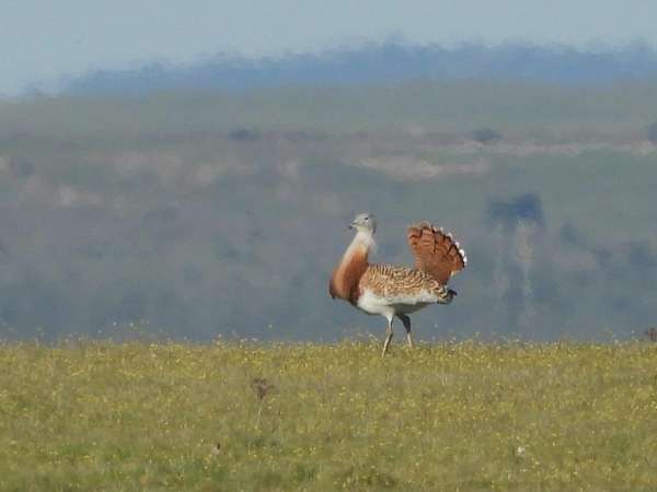 Topdag op de steppes van Extremadura