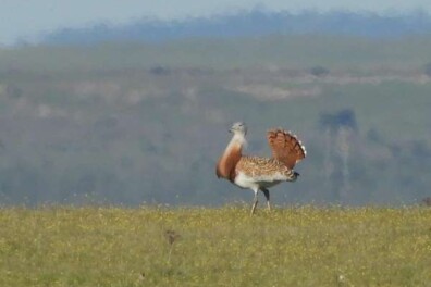Topdag op de steppes van Extremadura