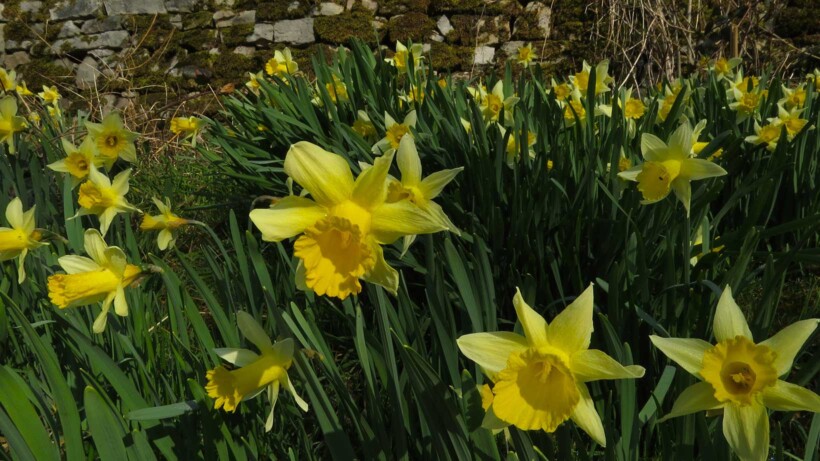 Wilde narcis: het gele wonder van België
