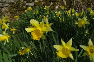 Wilde narcis: het gele wonder van België