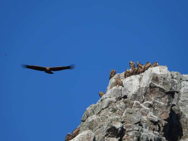 Gieren kijken in NP Monfraque