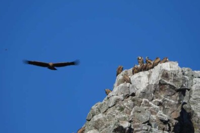 Gieren kijken in Nationaal Park Monfraqüe