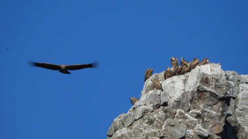 Gieren kijken in Nationaal Park Monfraqüe