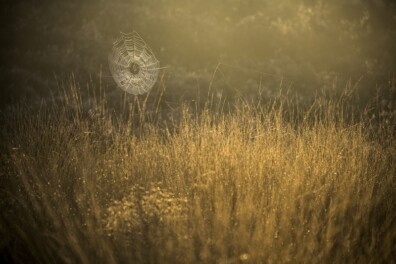 Hoeveel soorten gras kun je vinden in Nederland?