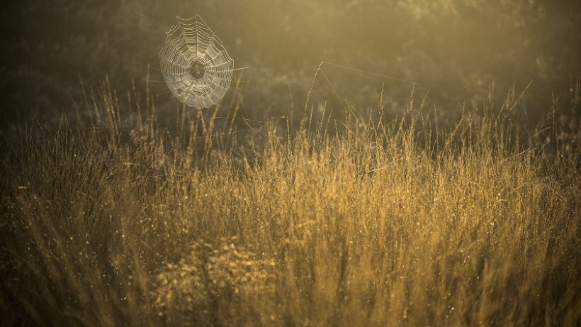 Hoeveel soorten gras kun je vinden in Nederland?