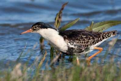 Waar zijn de kemphanen gebleven in Nederland?