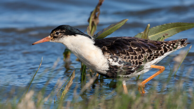 Waar zijn de kemphanen gebleven in Nederland?
