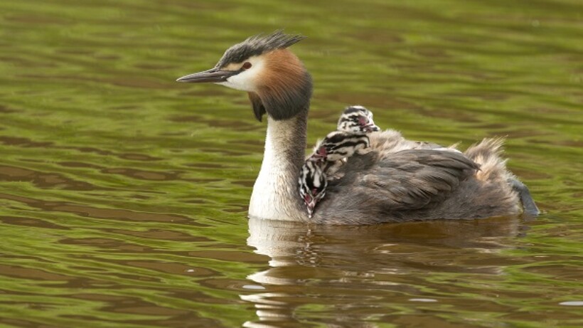 Wat een vraag: waarom zitten jonge futen vaak op de rug van hun ouders?