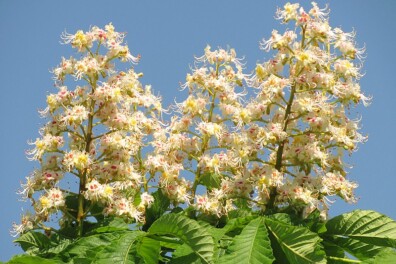 De paardenkastanje zit nu vol met kaarsen