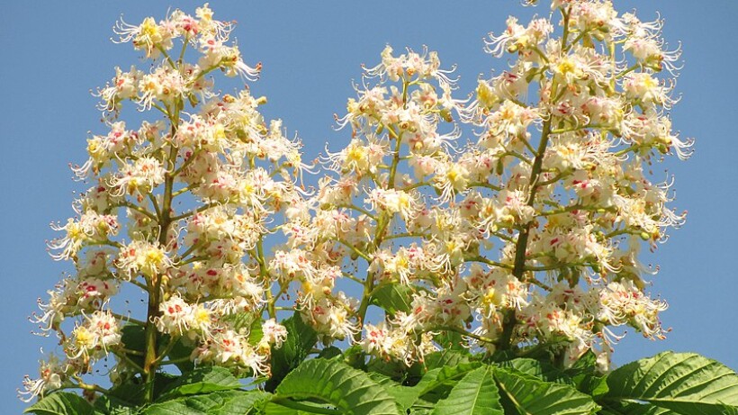 De paardenkastanje zit nu vol met kaarsen