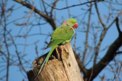 Vervelende vogels: halsbandparkieten