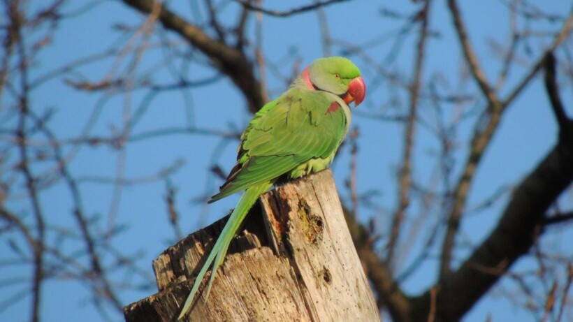 Vervelende vogels: halsbandparkieten
