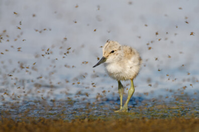 Muggenradar voorspelt of je rustig slaapt of juist niet