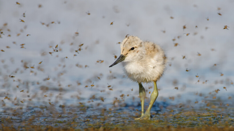 Muggenradar voorspelt of je rustig slaapt of juist niet