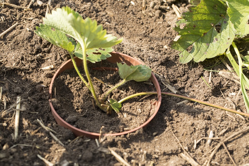 Zo kweek je een nieuw aardbeienbed