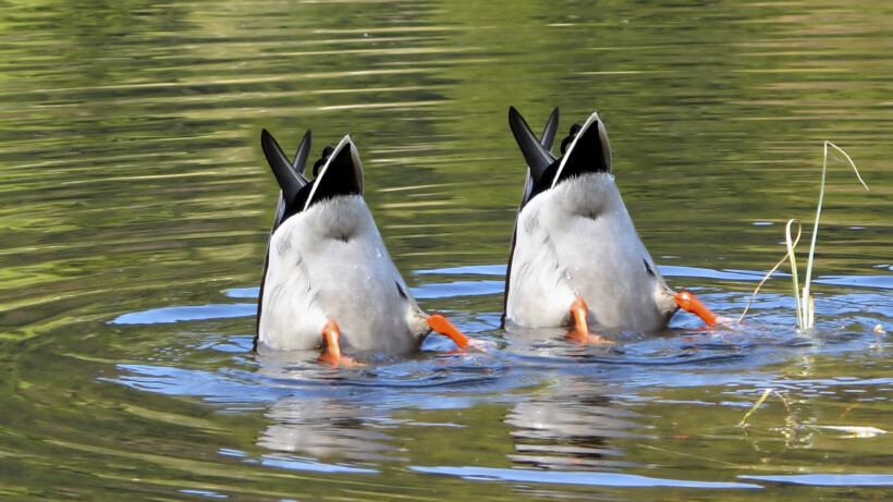 Deze dieren bekijken de wereld op z’n kop