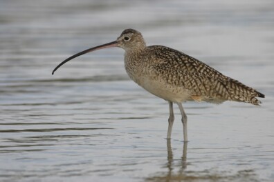 Dit zijn de 10 beste plekken om steltlopers te zien op de Wadden
