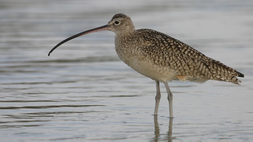 Dit zijn de 10 beste plekken om steltlopers te zien op de Wadden